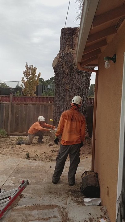 Valley Tree Care Service - Tree Services Near Me - Mountain View, California