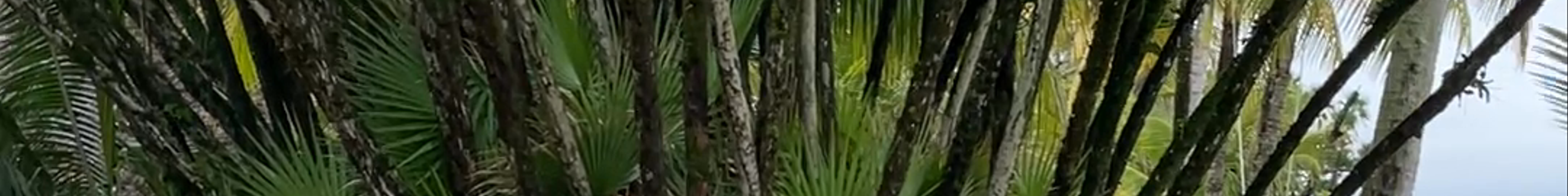 Tours & experiences in Puerto Barrios