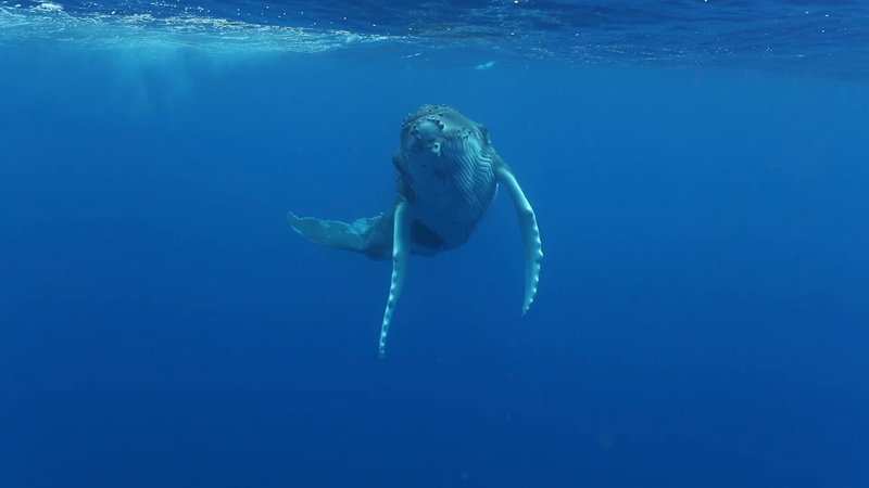 Humpback Whale Calf poster