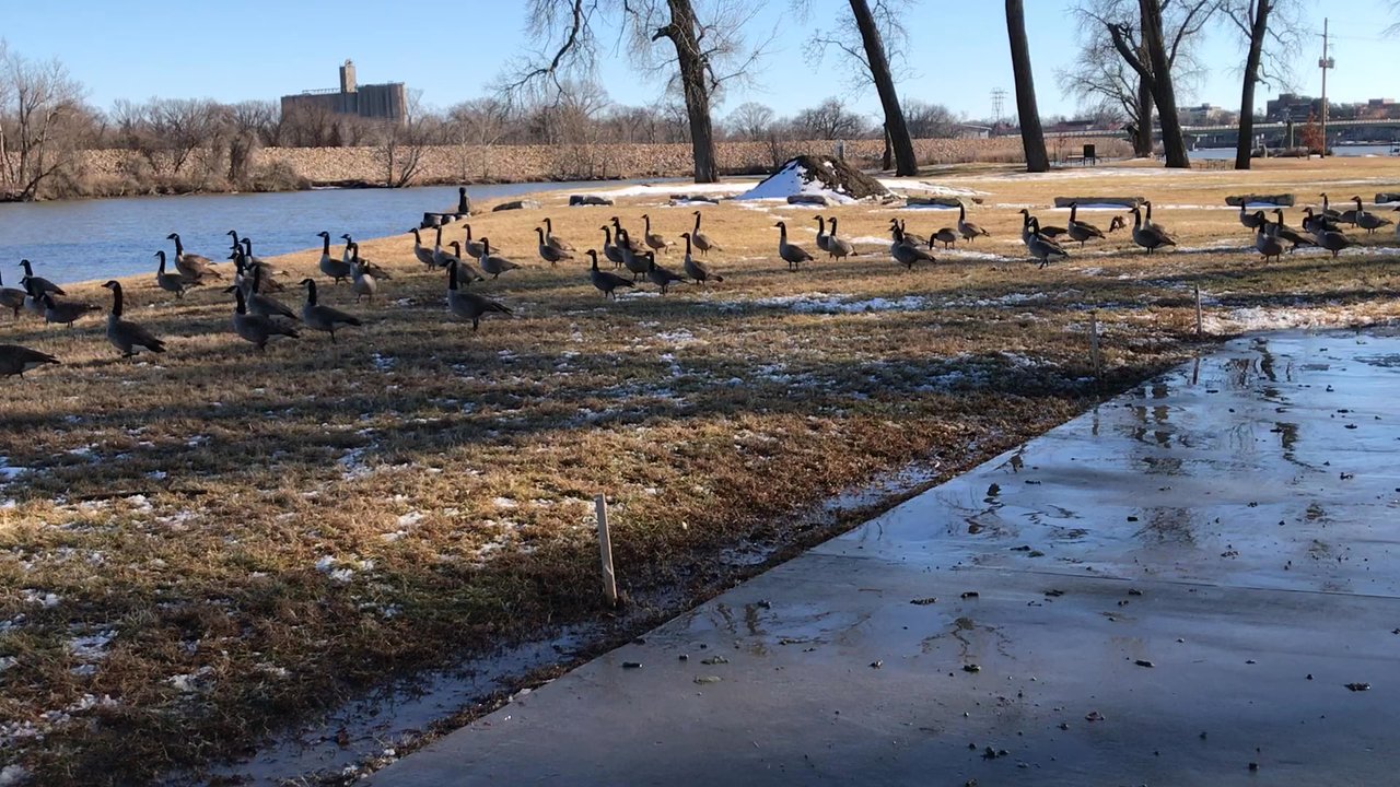 Bircham Park - Canadian geese aplenty! - Parks Near Me - Lawrence, Kansas
