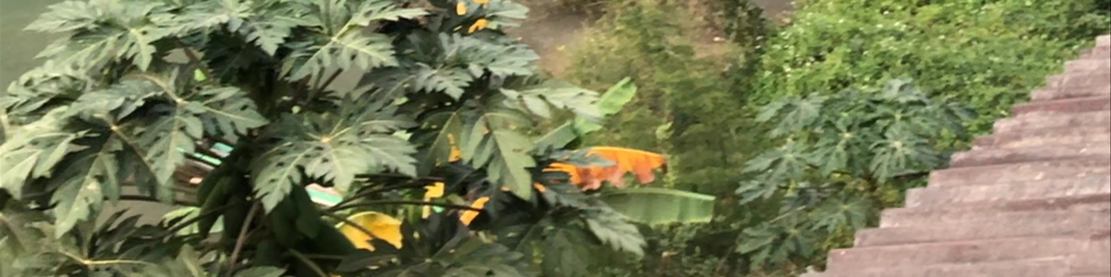 Nong Kiau Riverside