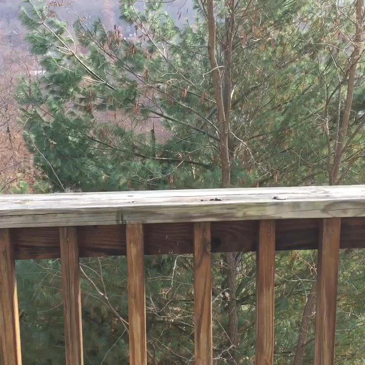 Eagle Trace - 11.18.18  Oh, d-d-d-"deer!" [Eagle Trace at Massanutten in McGaheysville, VA] - Resorts Near Me - McGaheysville, Virginia