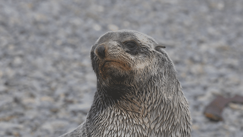 Antarctic fur seals animated gif