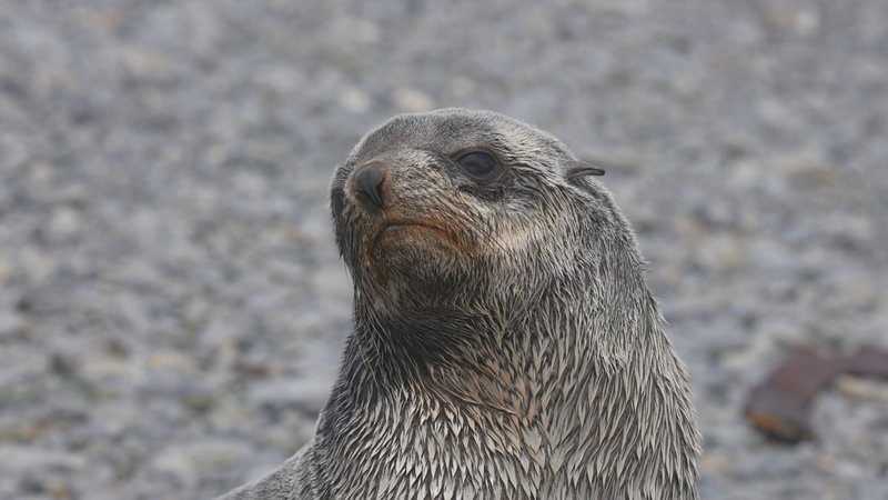 Antarctic fur seals poster