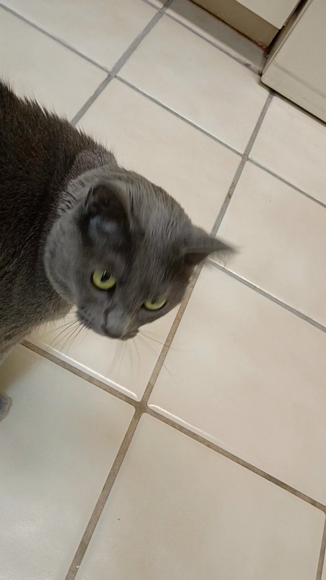 Teaching an older cat