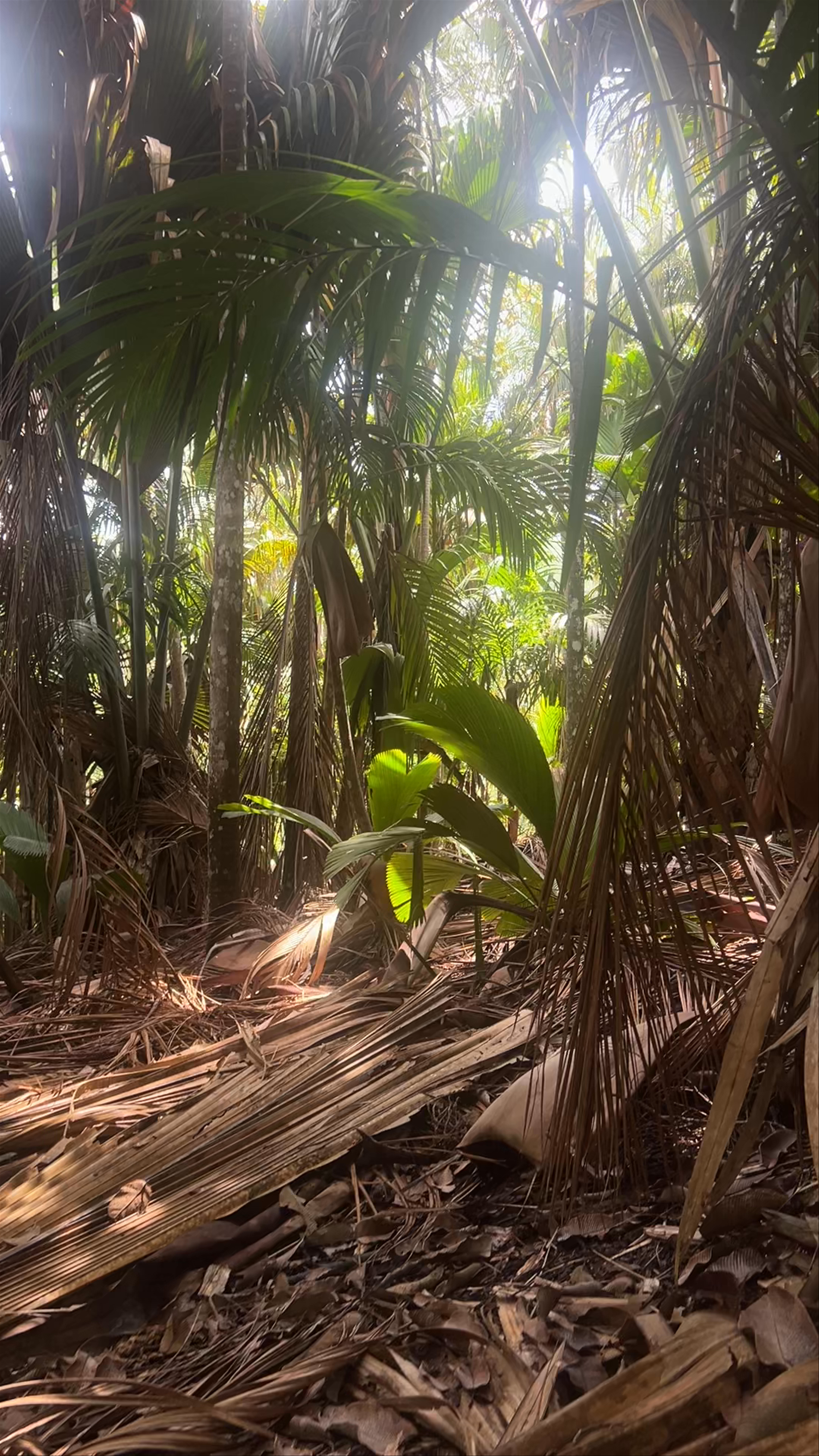 Vallée de Mai