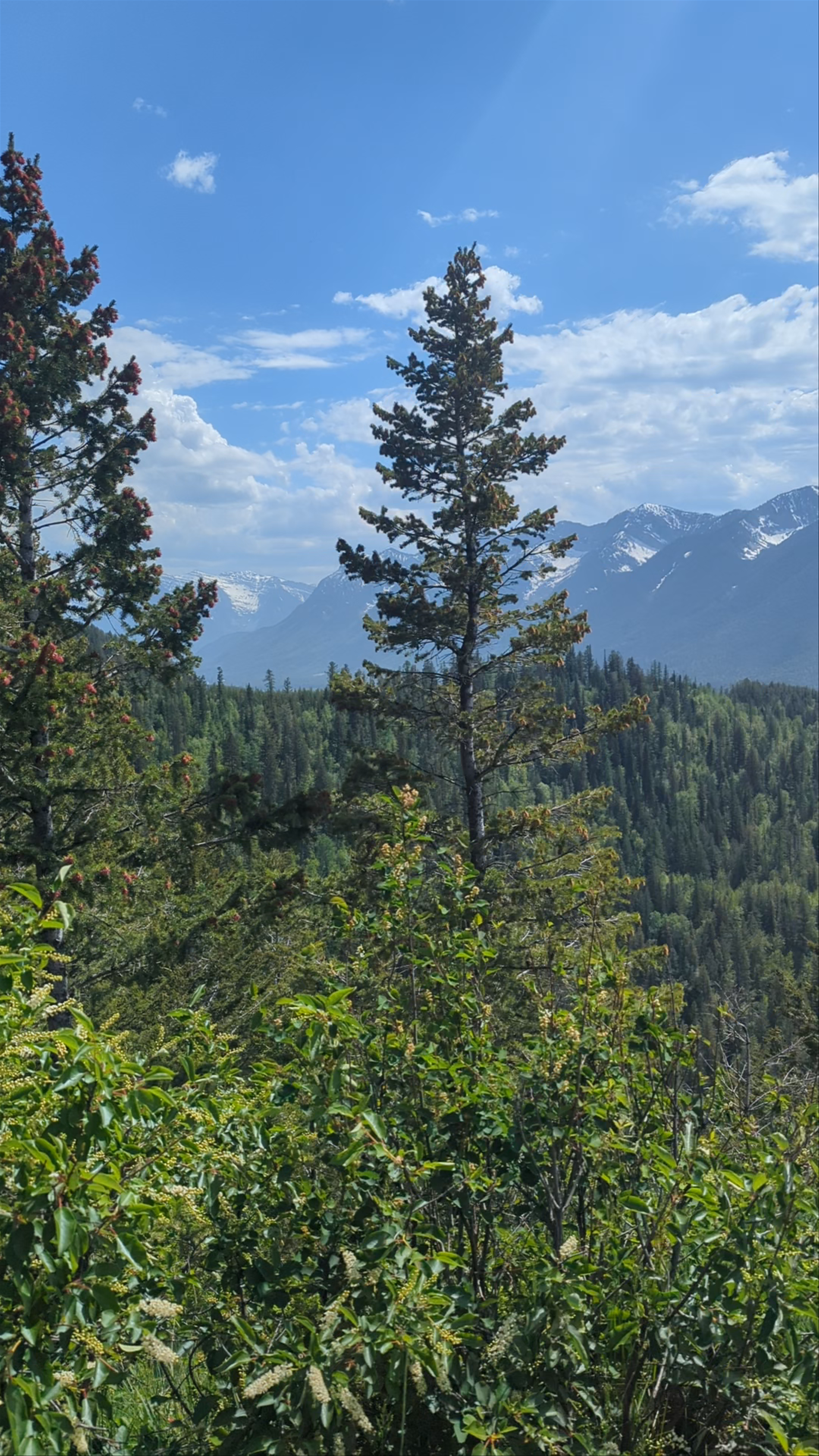 Montane Trailhead