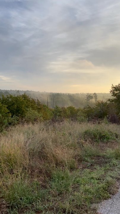 Bastrop State Park - Parks Near Me - Bastrop, Texas