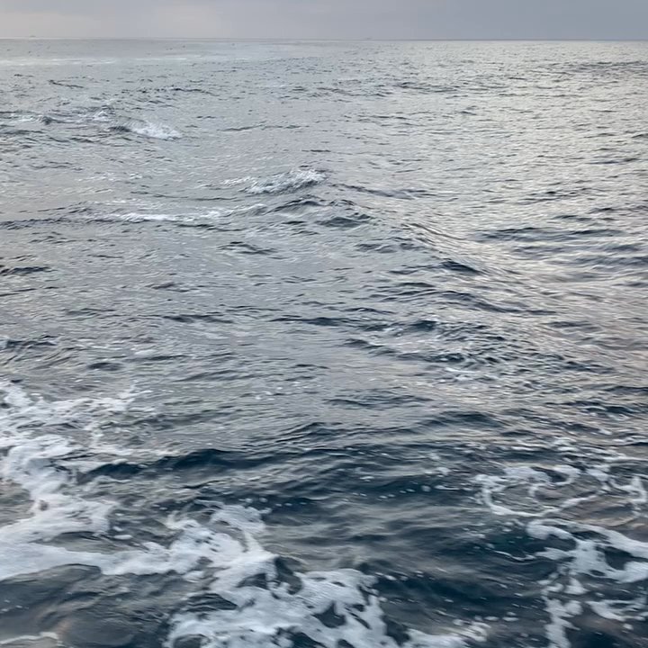 Harbor Breeze Cruises - Saw dolphins! So many dolphins - Whale Watching Tours Near Me - San Pedro, California