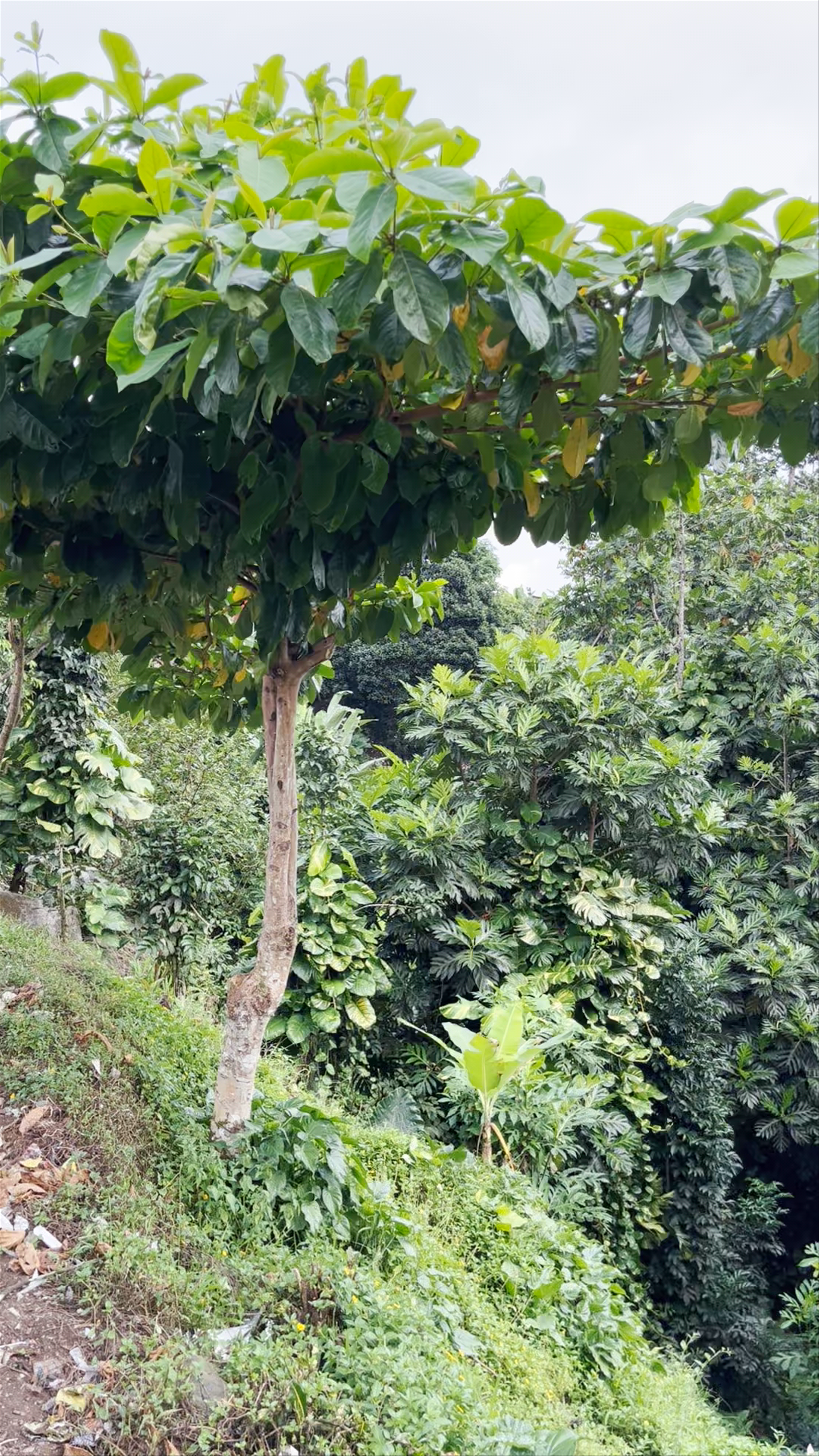 Praia S.João de Angolares