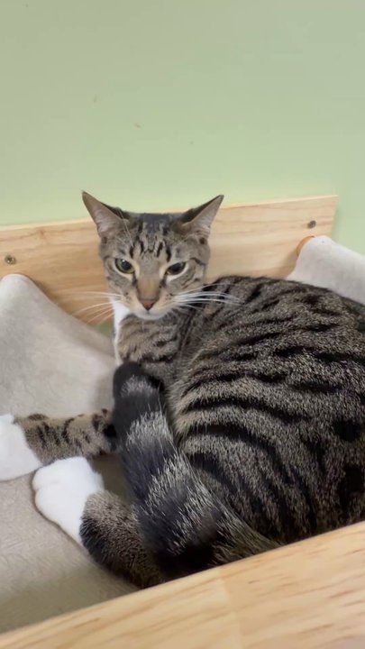 The Kitty Beautiful - Cafes Near Me - Orlando, Florida