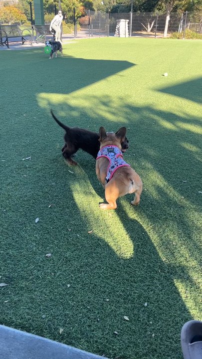 Del Monte Park - I LOVE THIS DOG PARK FIRST TIME TAKING MY BABYGIRL LYLLA, VERY SWEET DOGS HERE AN PEOPLE ARE VERY FRIENDLY - Playgrounds Near Me - San Jose, California
