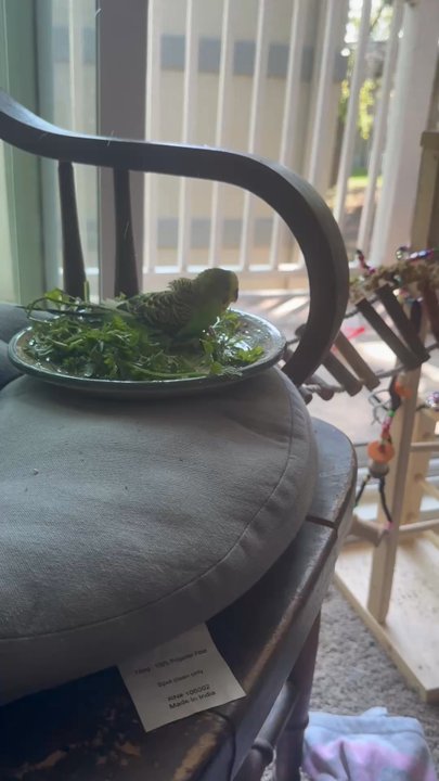 Petland Hoffman Estates - Got my parakeet there as a baby. He was already tame when I adopted him, from all the kids that come in the store to play with the animals! - Pet Services Near Me - Hoffman Estates, Illinois