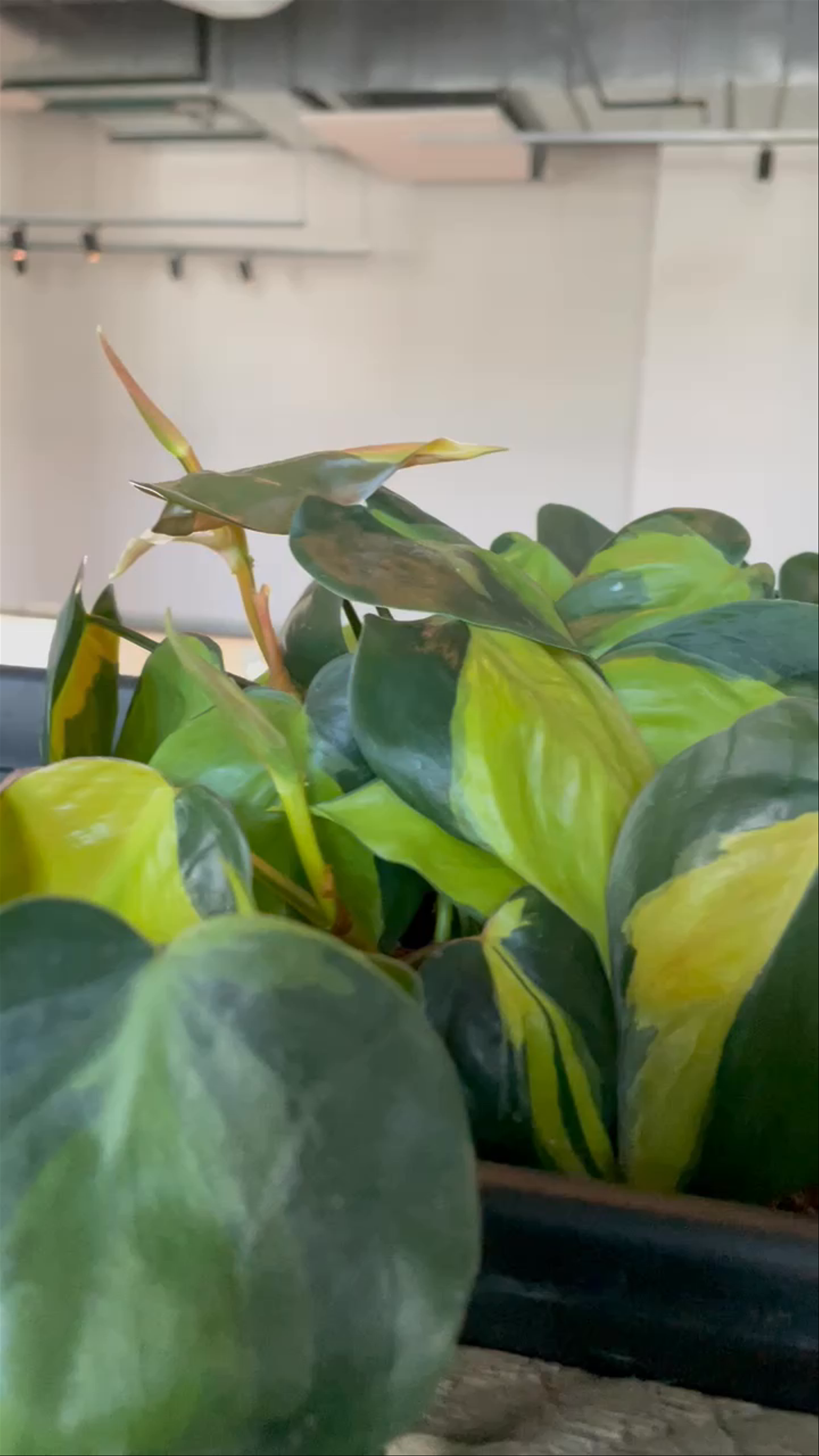 Indoor Plant Decor and Industrial Design Ambiance in Omaha