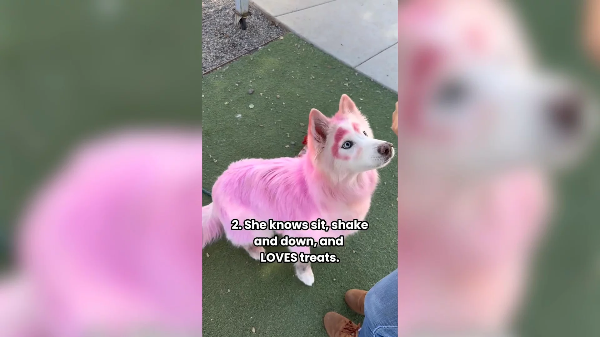 Senior Dog With Pink Fur Rescued, Heartbreak Over What Microchip