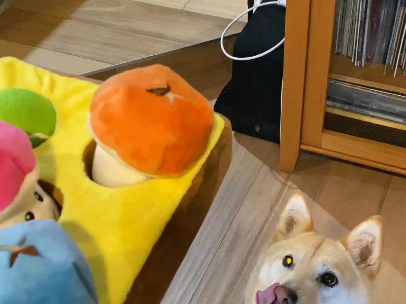 Dog Toy Example