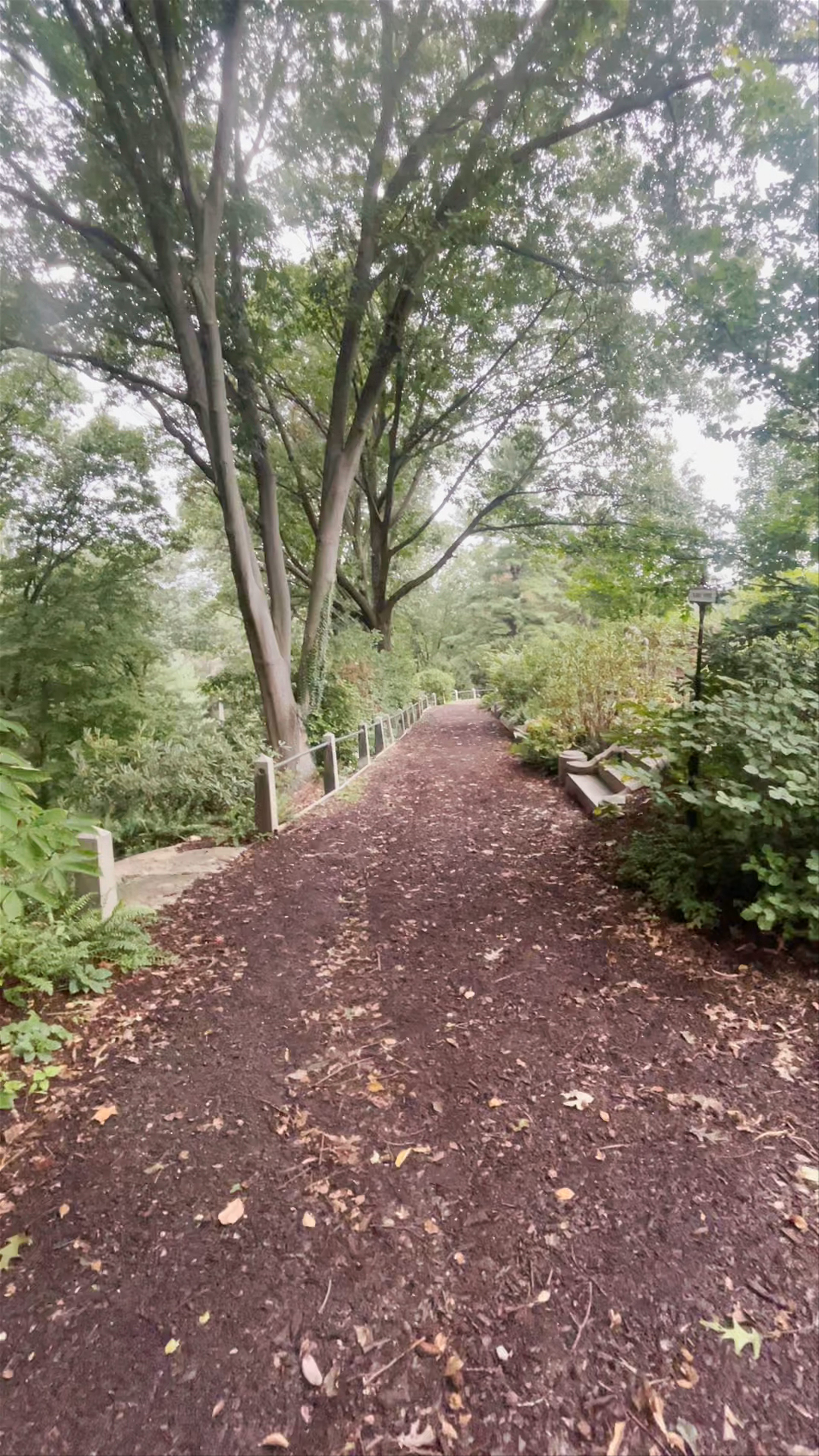 Serene Woodland Walk at Mount Auburn Street, Cambridge