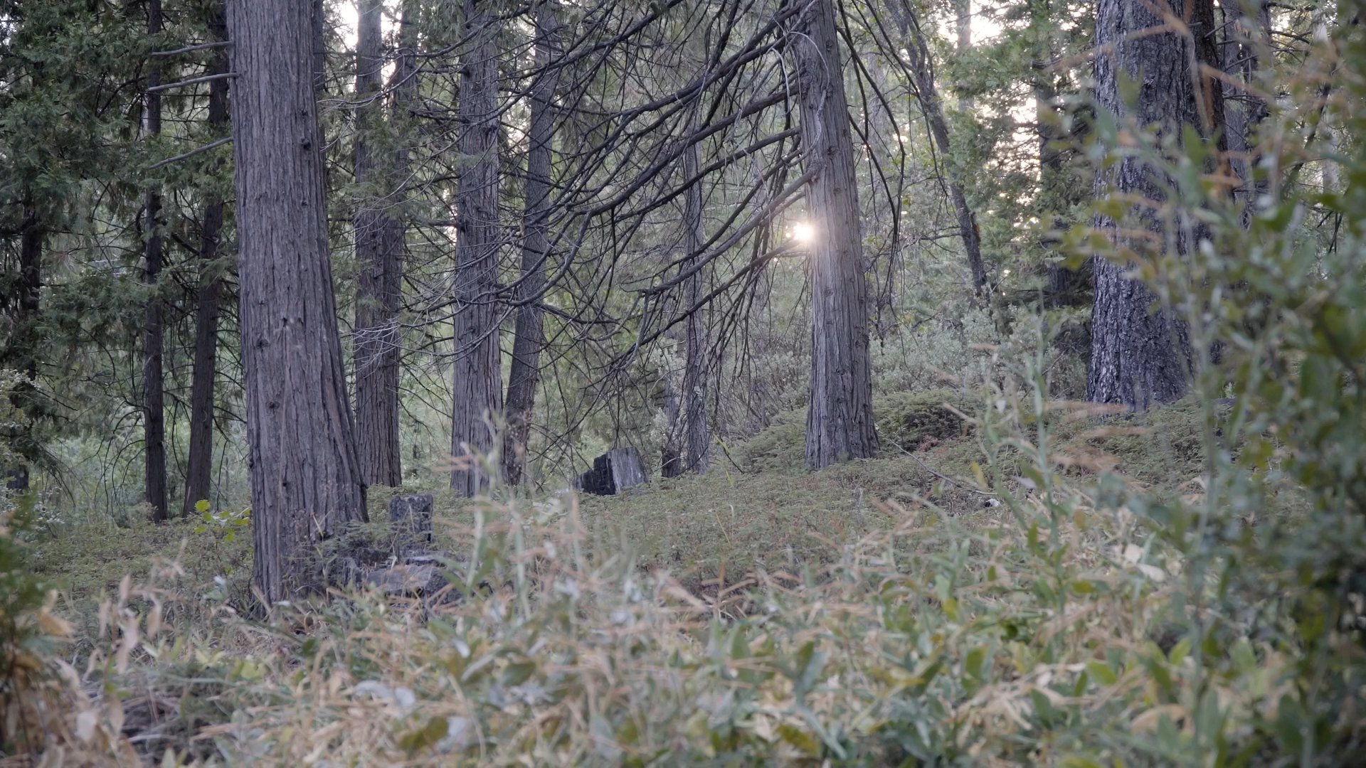 An unconscious woman lies on the forest floor with a leather belt wrapped tightly around her neck. The camera transitions from wide shots of the woodland environment to a close-up profile of the individual.