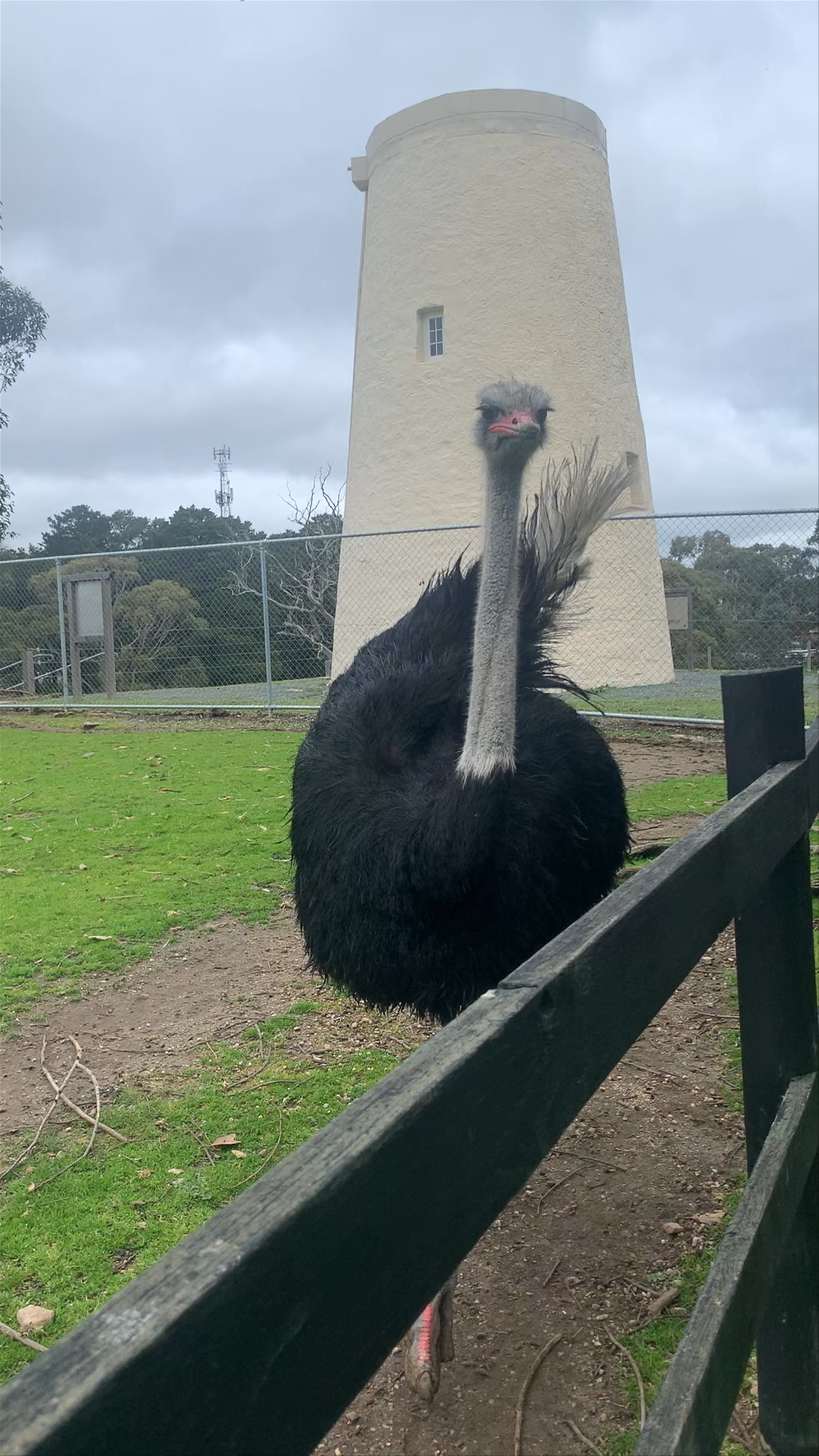 Up Close with Ostriches at Hahndorf Farm Barn, South Australia
