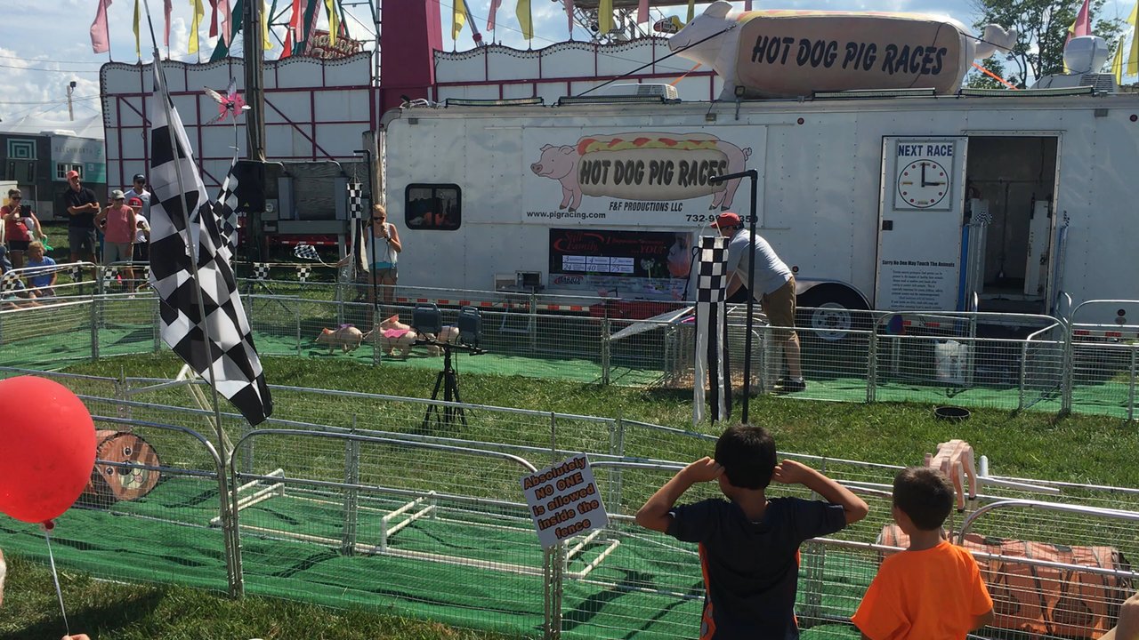Middletown Grange Fair - Pig and hotdog races! Soooo fun!! - Festivals Near Me - Newtown, Pennsylvania