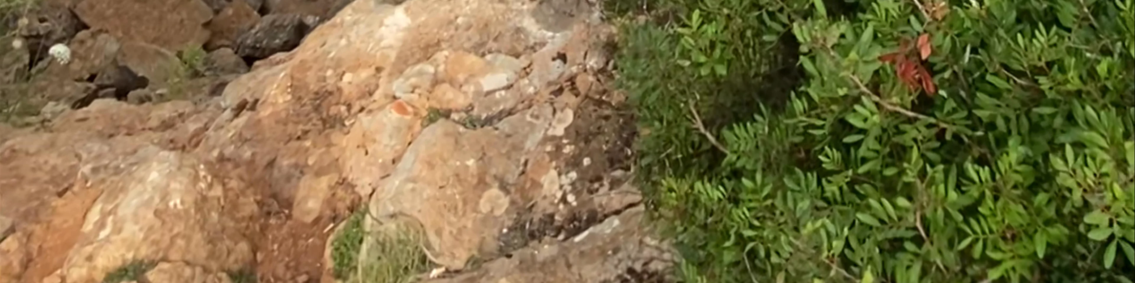 Arc Natural