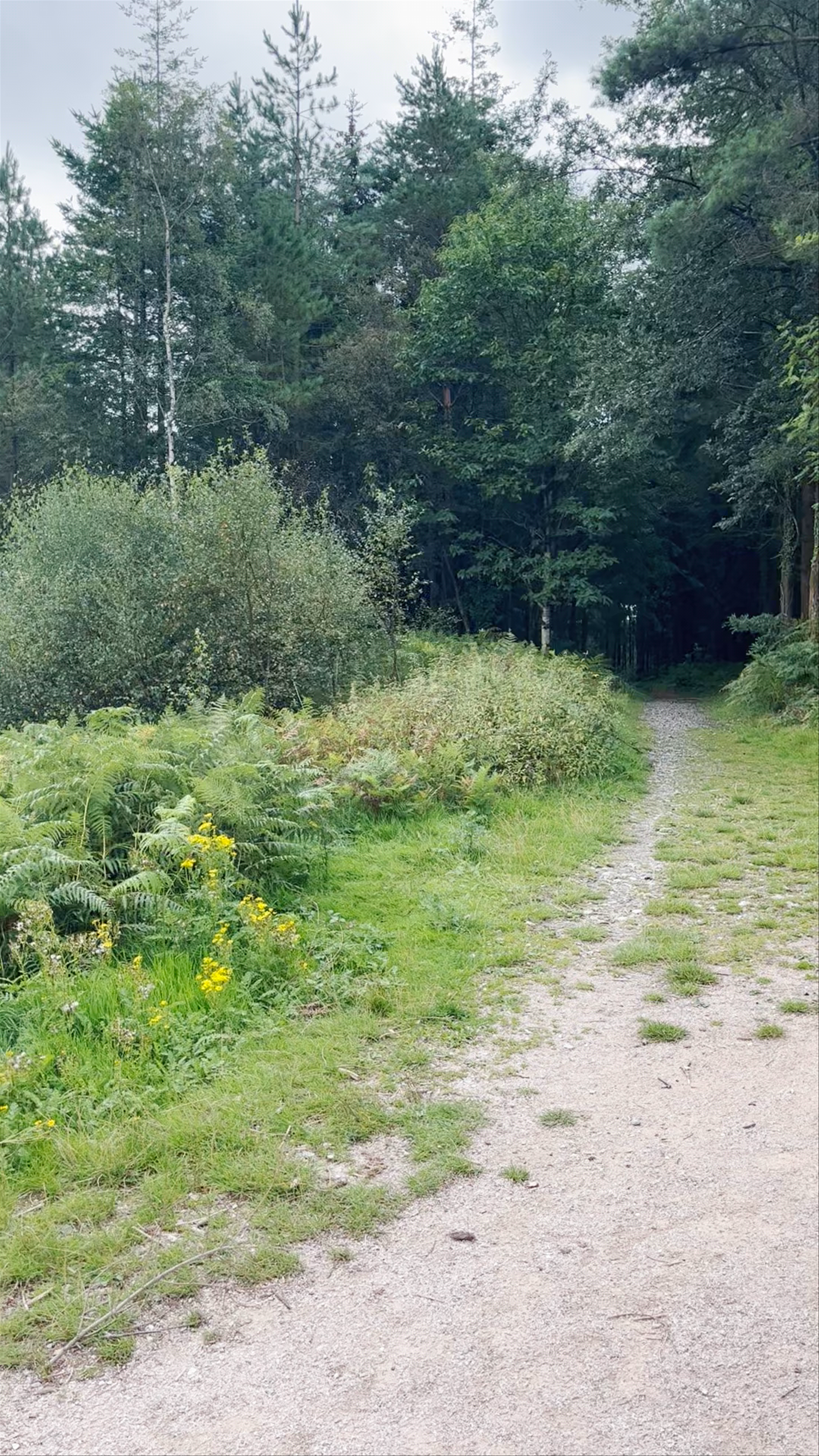 Haldon Forest Park - Forestry England