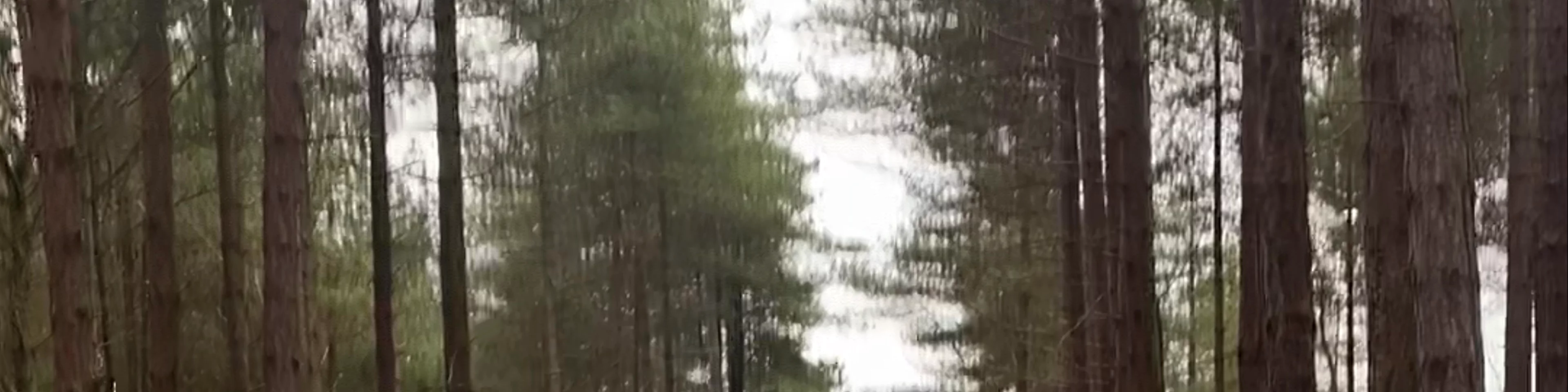 Newborough Forest
