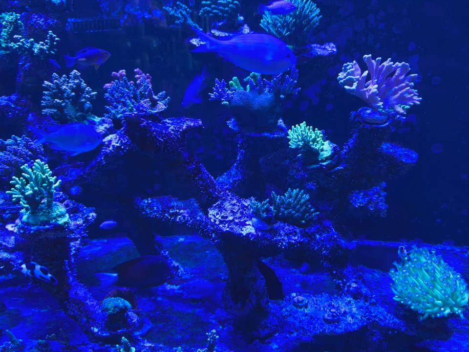 Mosreef - Aquariums Near Me - Brooklyn, New York