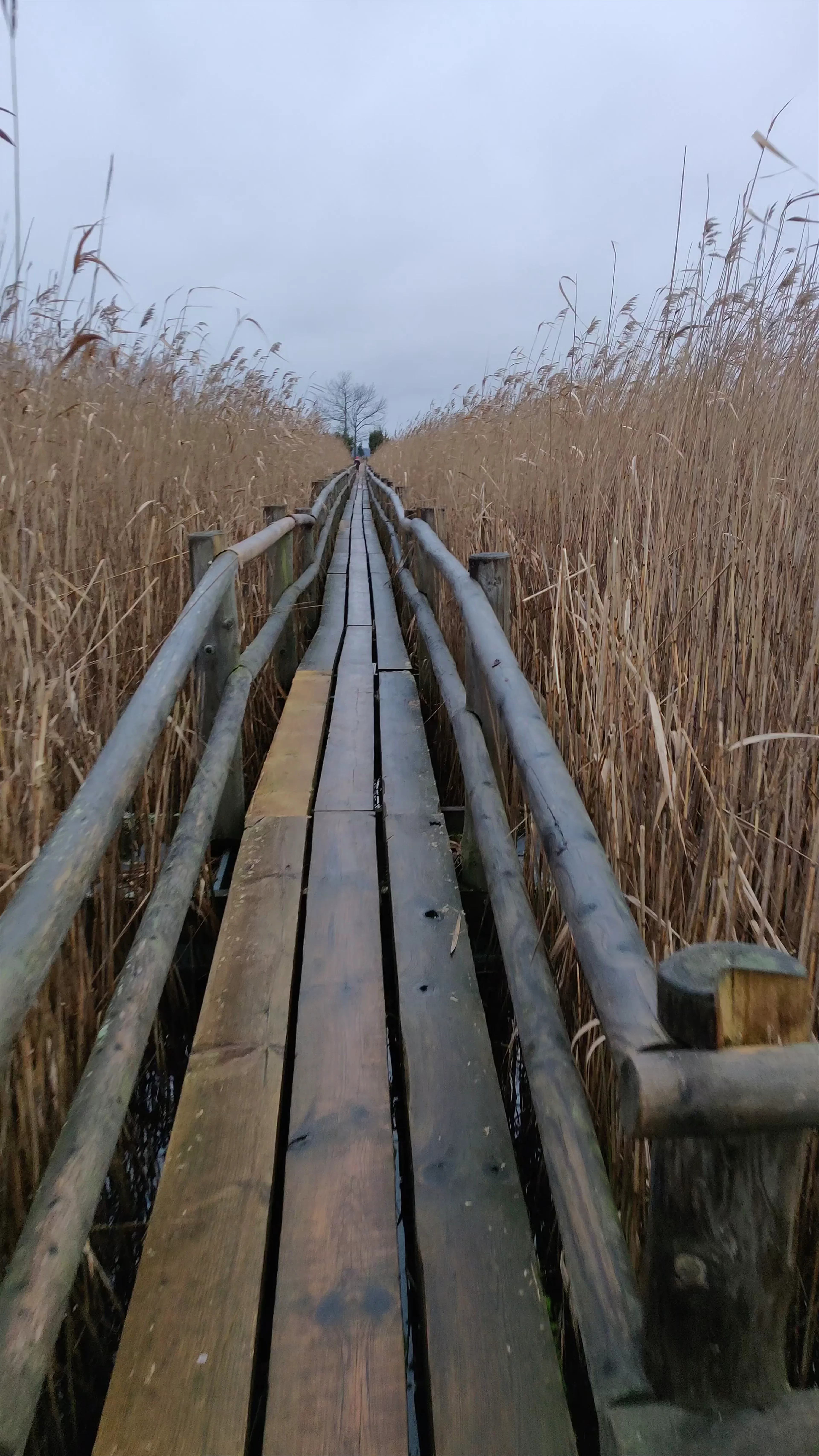 Kaņiera ezera niedru taka (Kaņiera Lake Reed Trail), Lapmežciems Parish, Tukums Municipality, Latvia