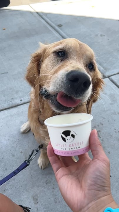 White Rabbit Ice Cream - Luna loves it - Ice Cream & Frozen Yogurt Near Me - Edmonton, Alberta