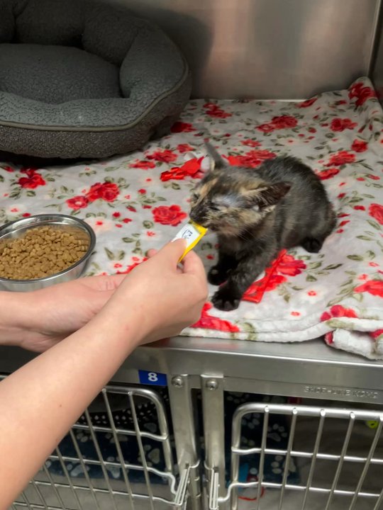 spcaLA - The day we chose Moss and renamed her to Boba. - Community Service/Non-Profit Near Me - Los Angeles, California