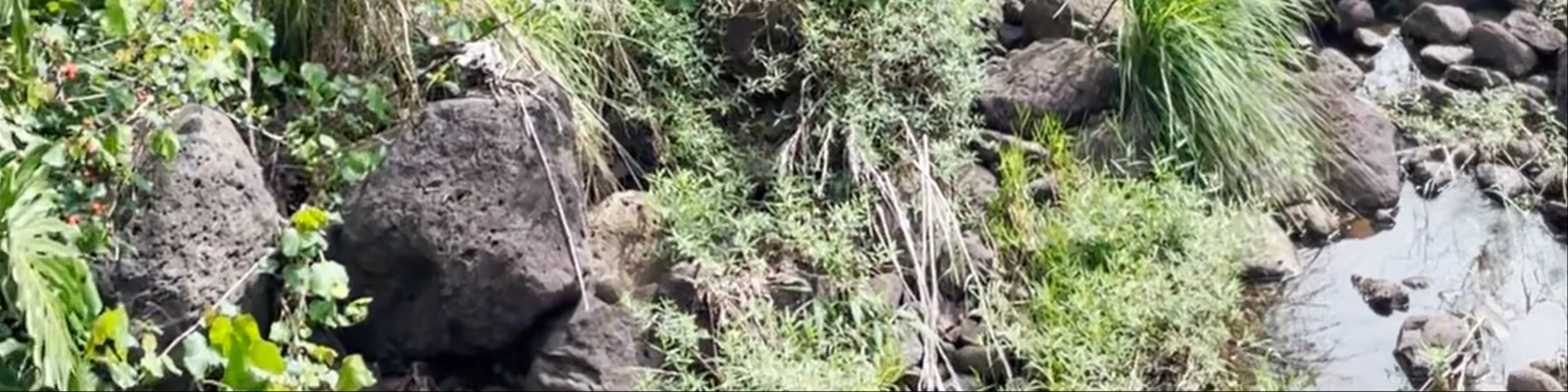  Waimea Falls