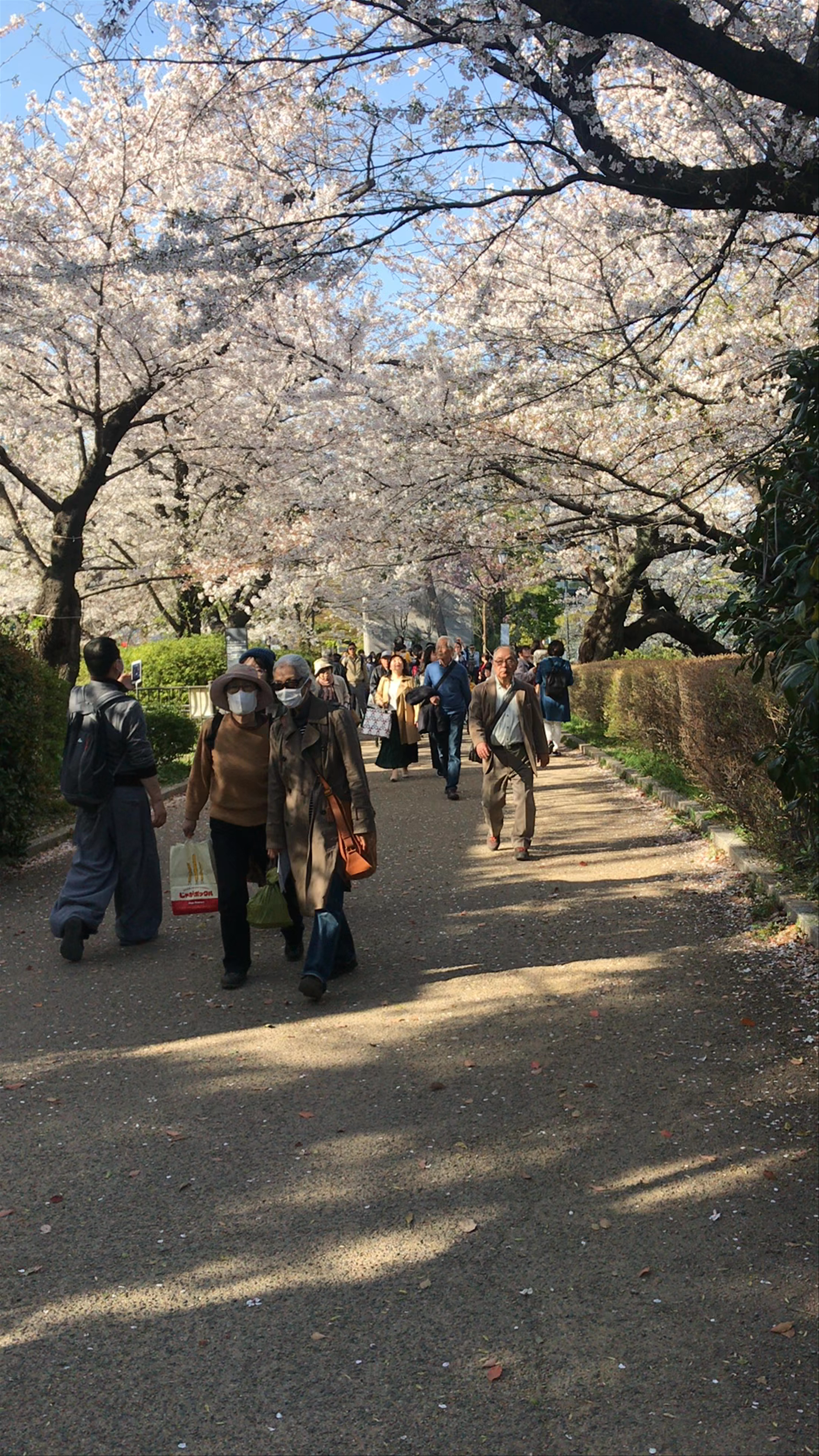 Springtime Stroll Through The East Gardens of the Imperial Palace, Tokyo