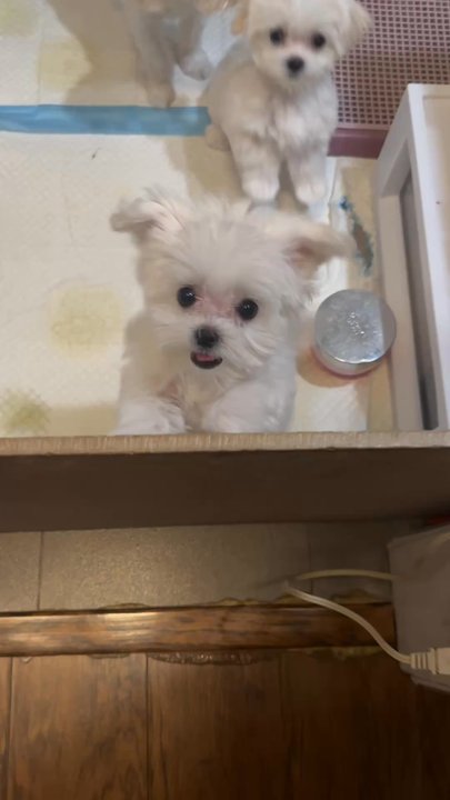 Petian - Maltese puppy - Pet Groomers Near Me - Fullerton, California