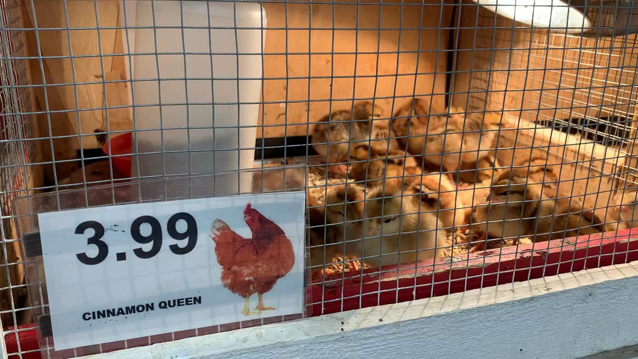 Ruggiero's Ace Hardware - Live baby chicks - Hardware Stores Near Me - Chandler, Arizona