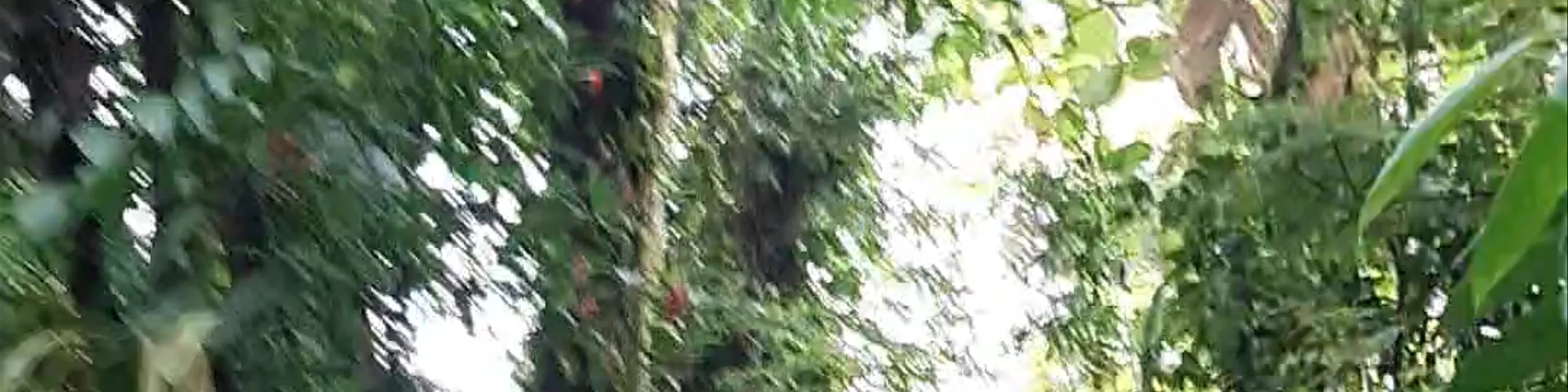 Sky Adventures Monteverde Park