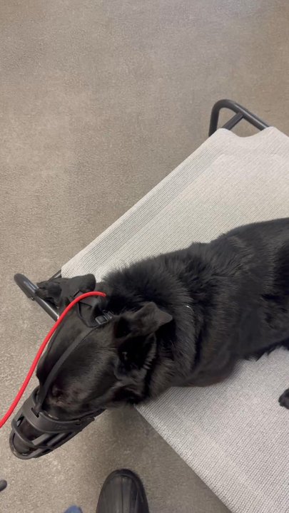 Sit Means Sit - Reno - A bit of the group training classes, and how my dog is not reactive towards people or dogs - Pet Training Near Me - Reno, Nevada