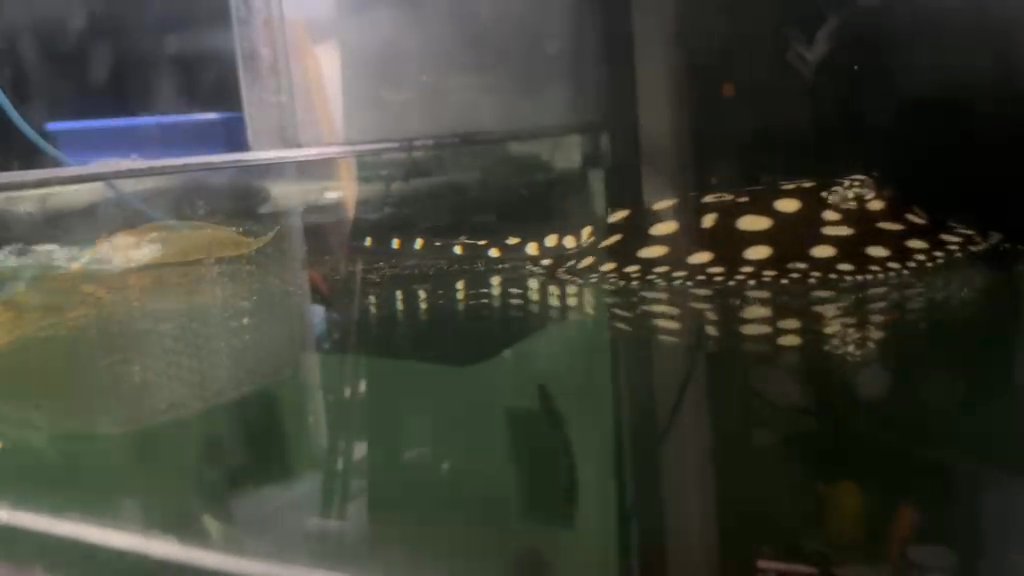 2 male bds