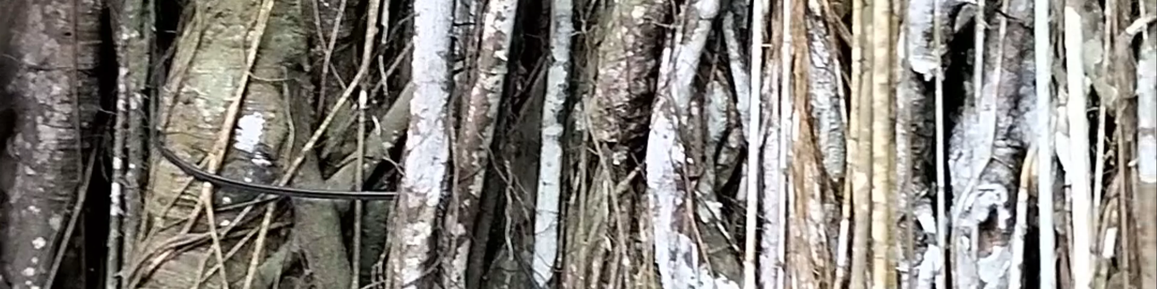 Old Enchanted Balete Tree