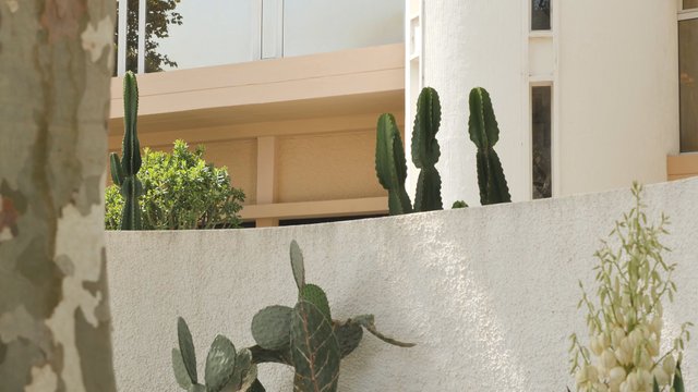 Cacti near a building