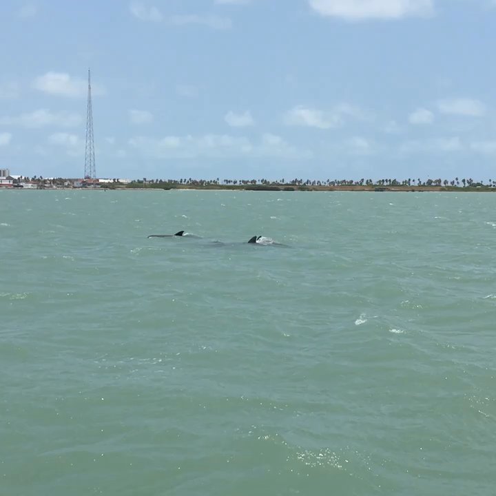 Fins To Feathers - So close... Plus a baby?! Cuteness overload. - Tours Near Me - Port Isabel, Texas