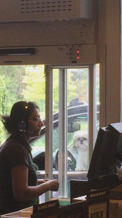 Starbucks - Dog getting his coffee - Coffee & Tea Near Me - Canton, Michigan