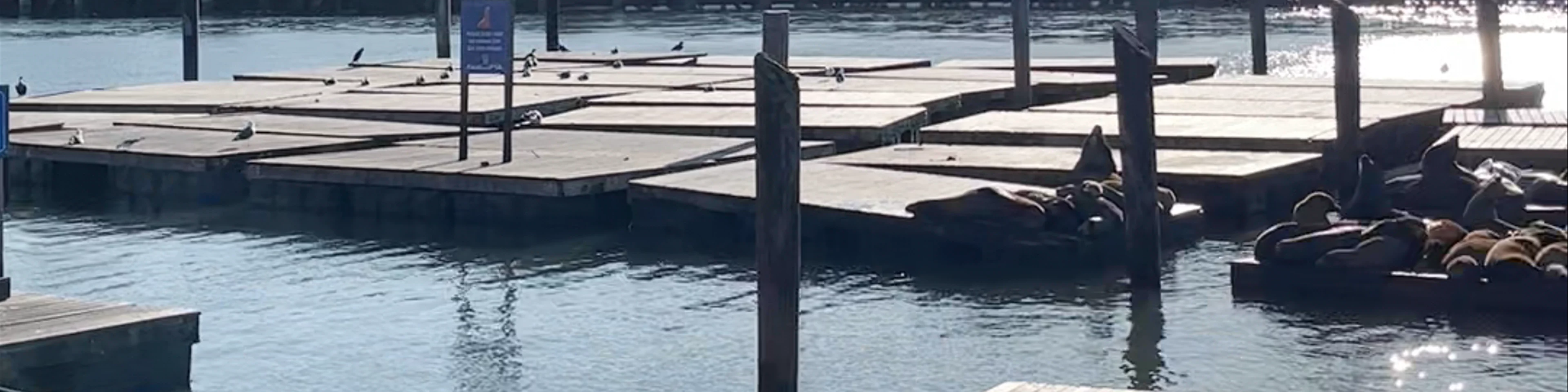 Sea Lion Viewing Area