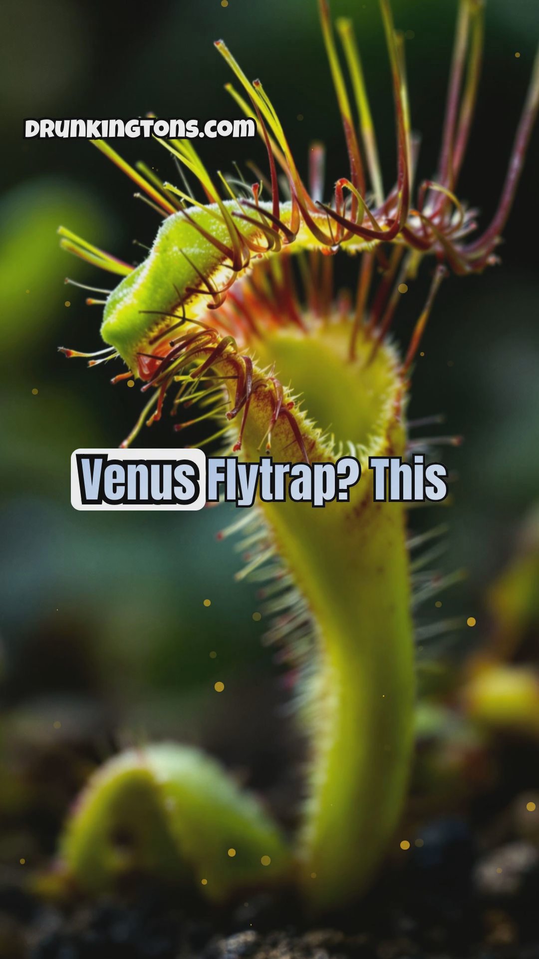 The Most Peculiar Plants and Their Uses