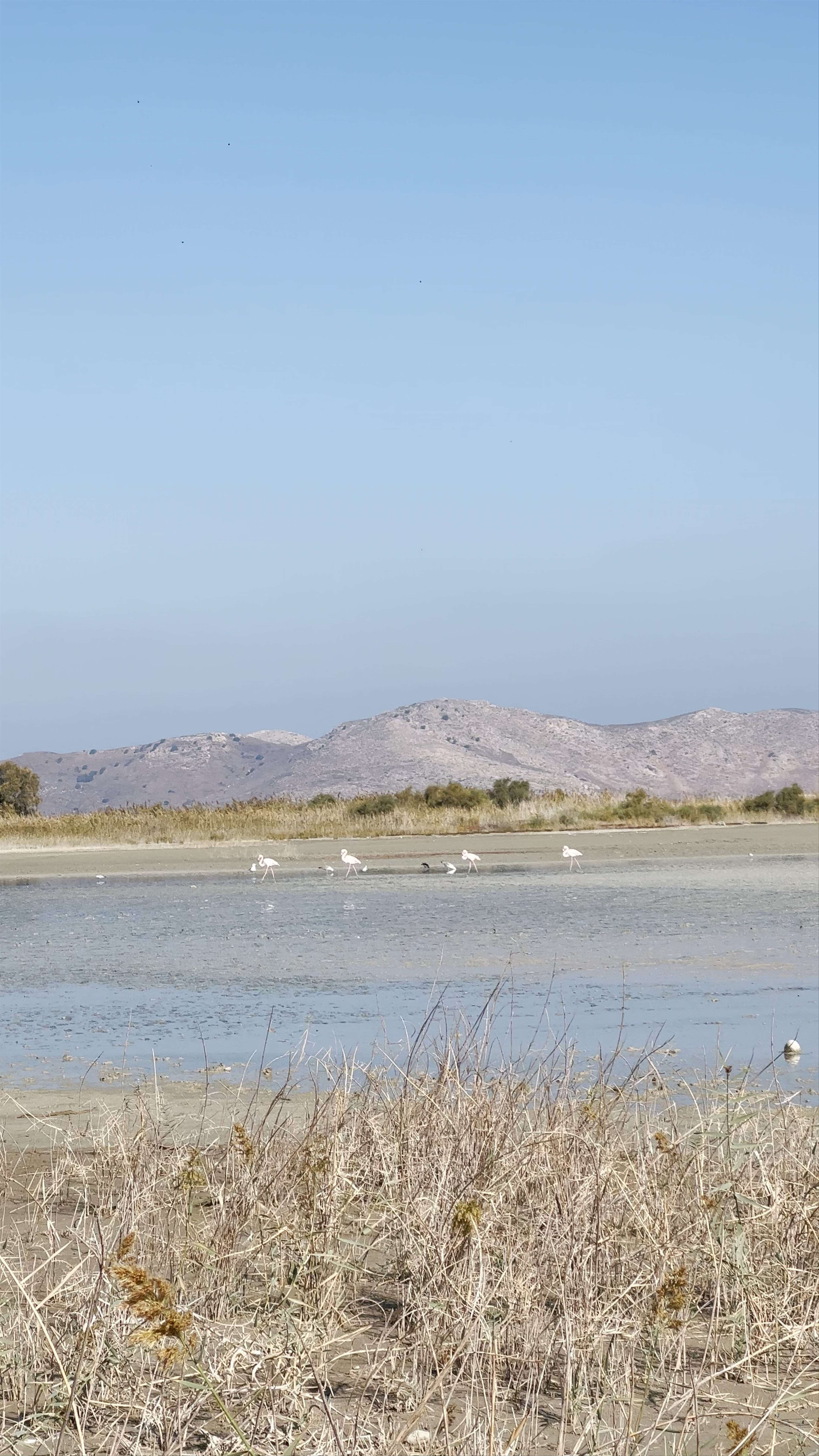Serene Flamingo Sanctuary at Alikés Salzsee, Kos, Greece