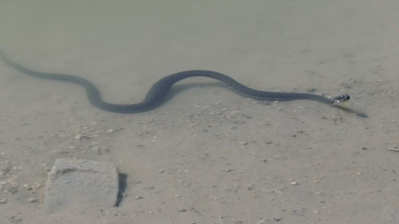 White Pond - Snakes in the White Pond - Lakes Near Me