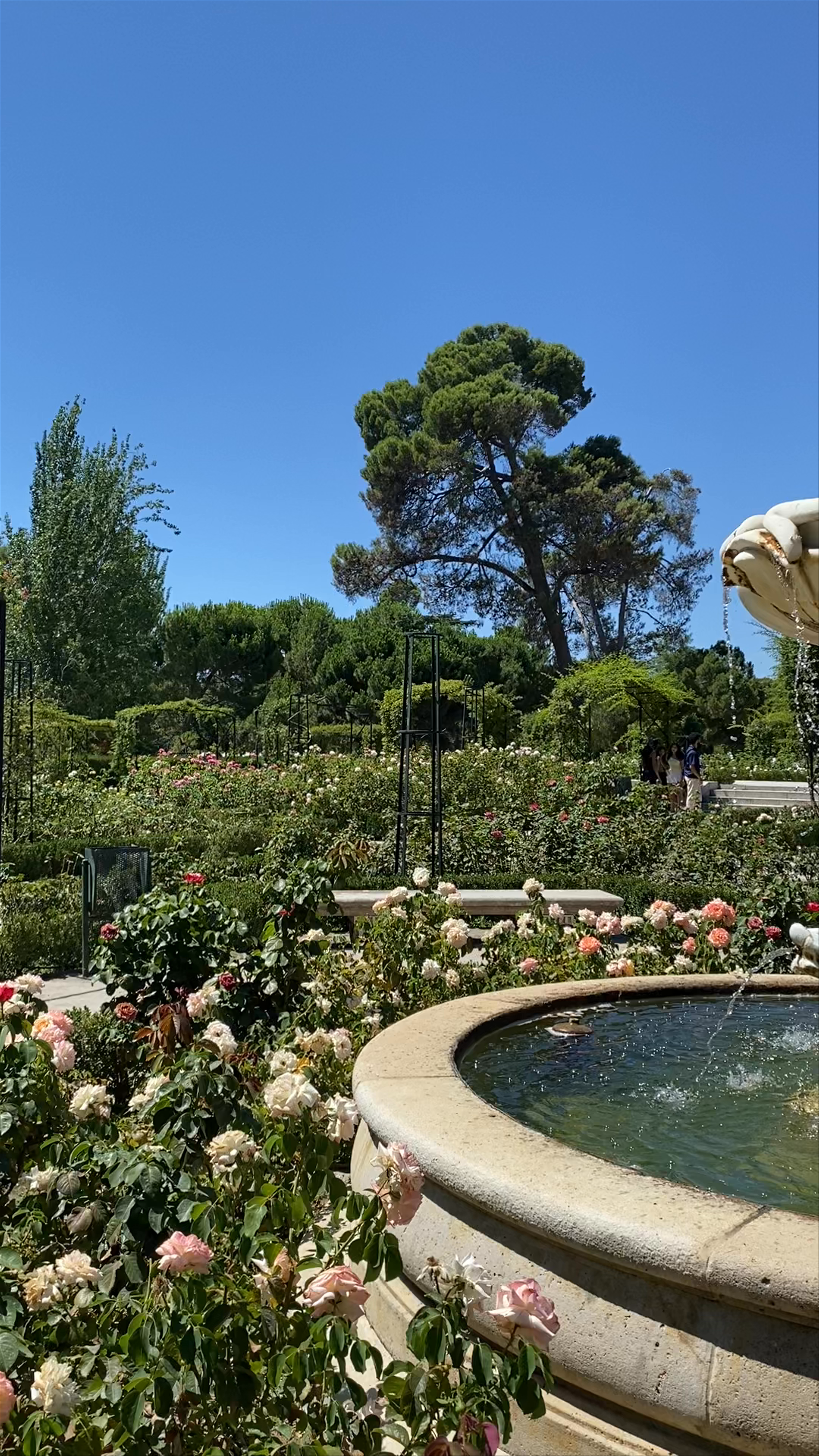 La Rosaleda Rose Garden: A Blooming Oasis in Madrid's Retiro Park