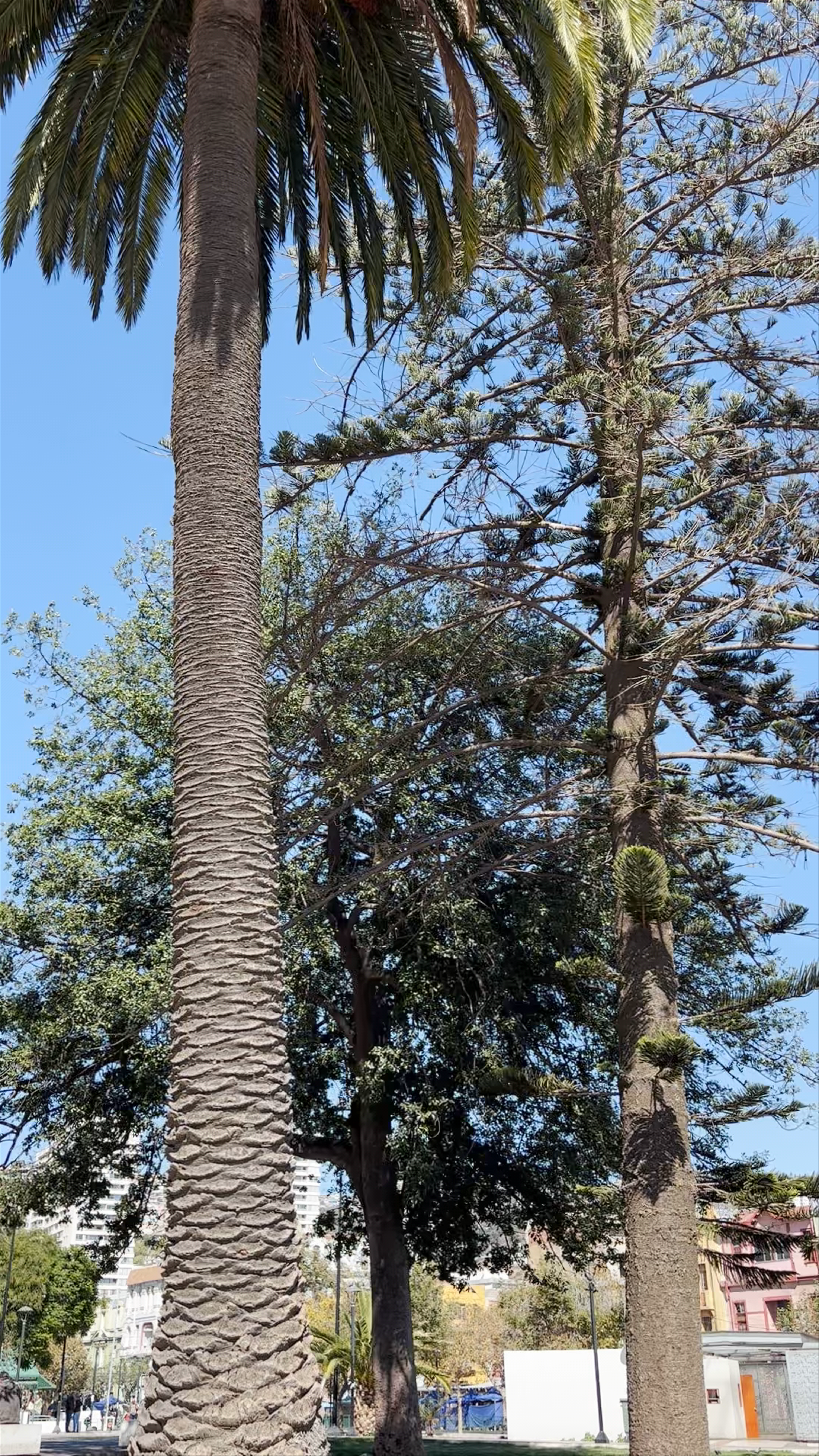 Plaza O'Higgins - Pedro Montt