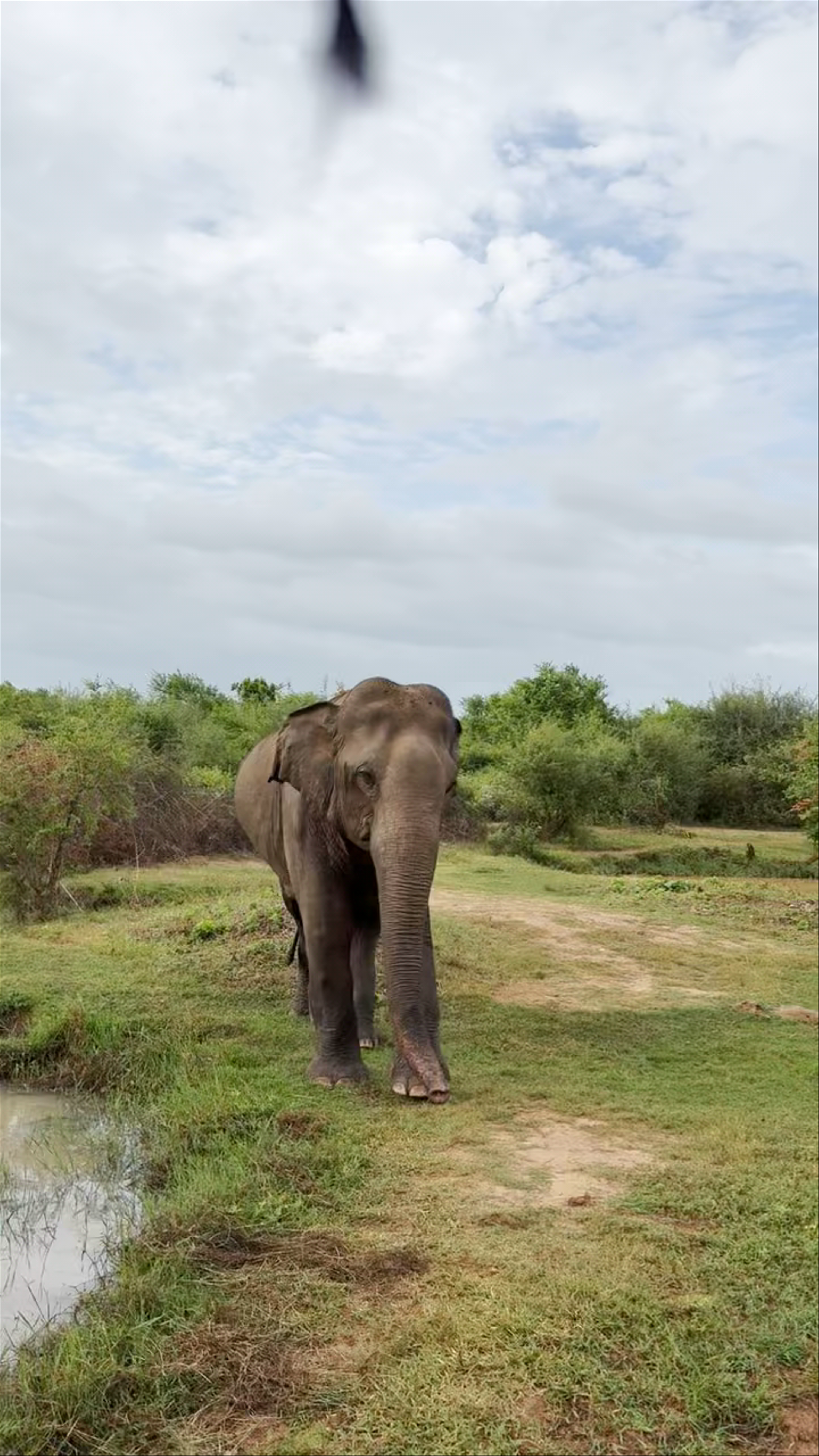 Udawalawe National Park
