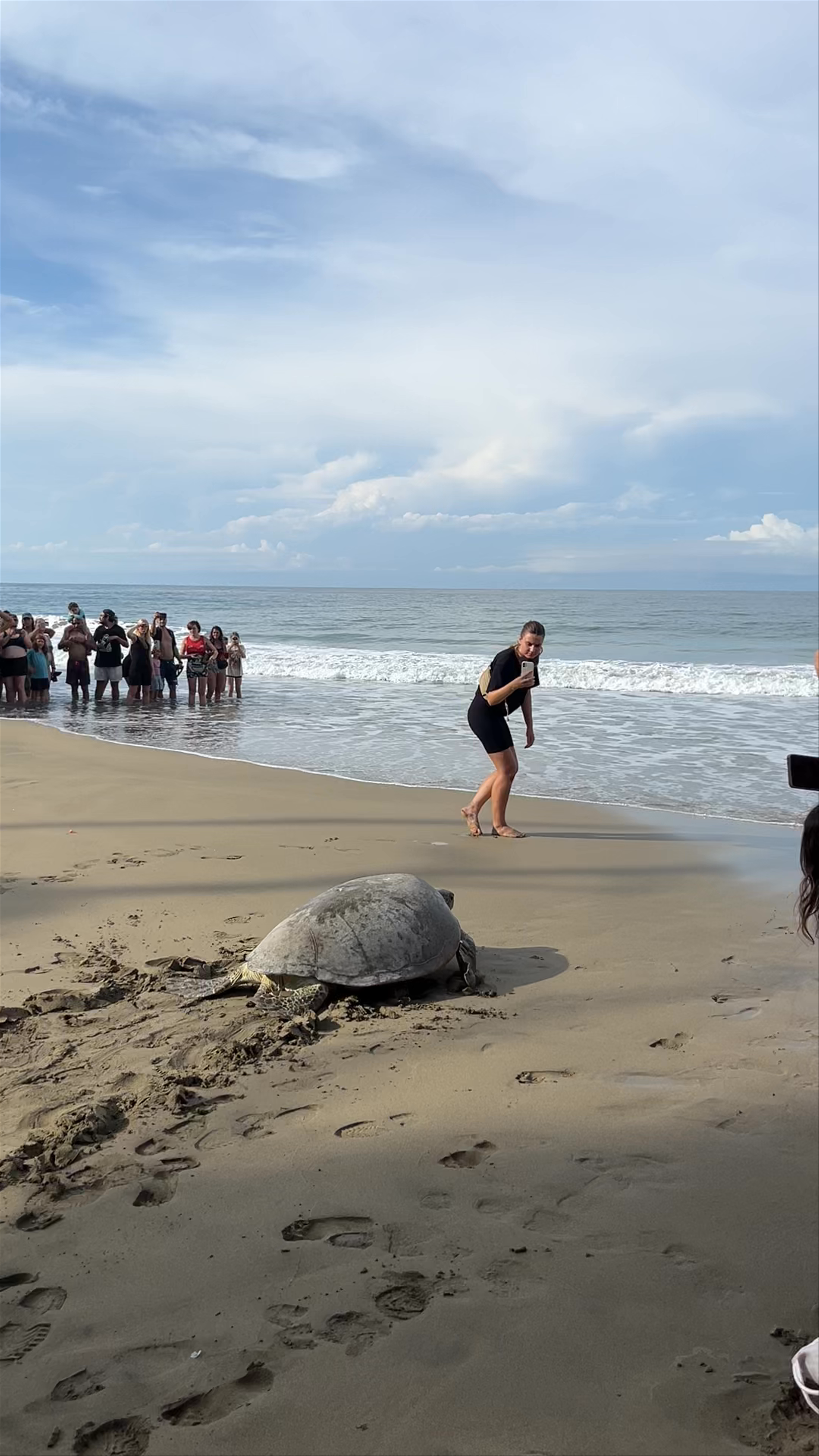 Sea Turtle Release at Jaguar Rescue Center, Costa Rica